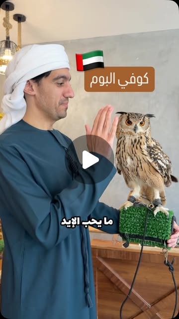 Reel: the story of Bomah owl cafe in Abu Dhabi