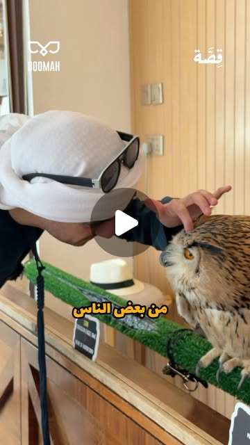 Reel: how Bomah owl cafe started