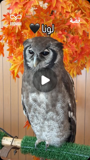 Reel: Luna the rare owl at Bomah cafe in Abu Dhabi