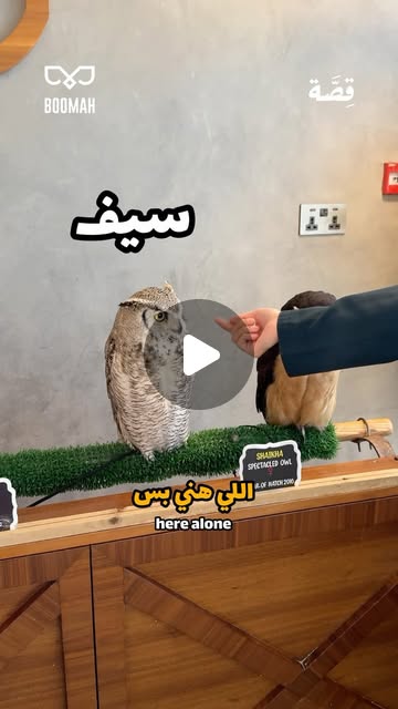 Reel: the resident owls at Bomah cafe in Abu Dhabi