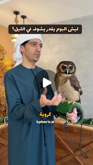 Reel: why owls can see in the dark, explained at Bomah cafe