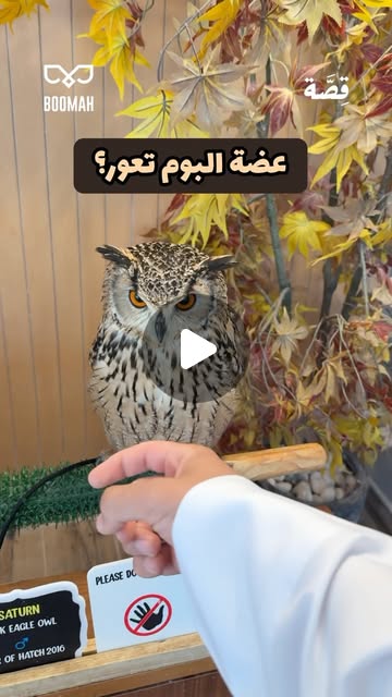 Reel: does an owl bite hurt, at Bomah owl cafe in Abu Dhabi